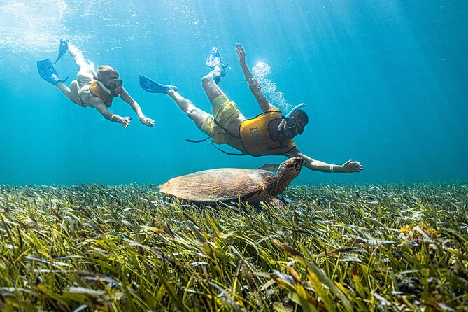 5-In-1 Cancun Snorkeling Tour: Swim With Turtles, Reefs & Shipwreck